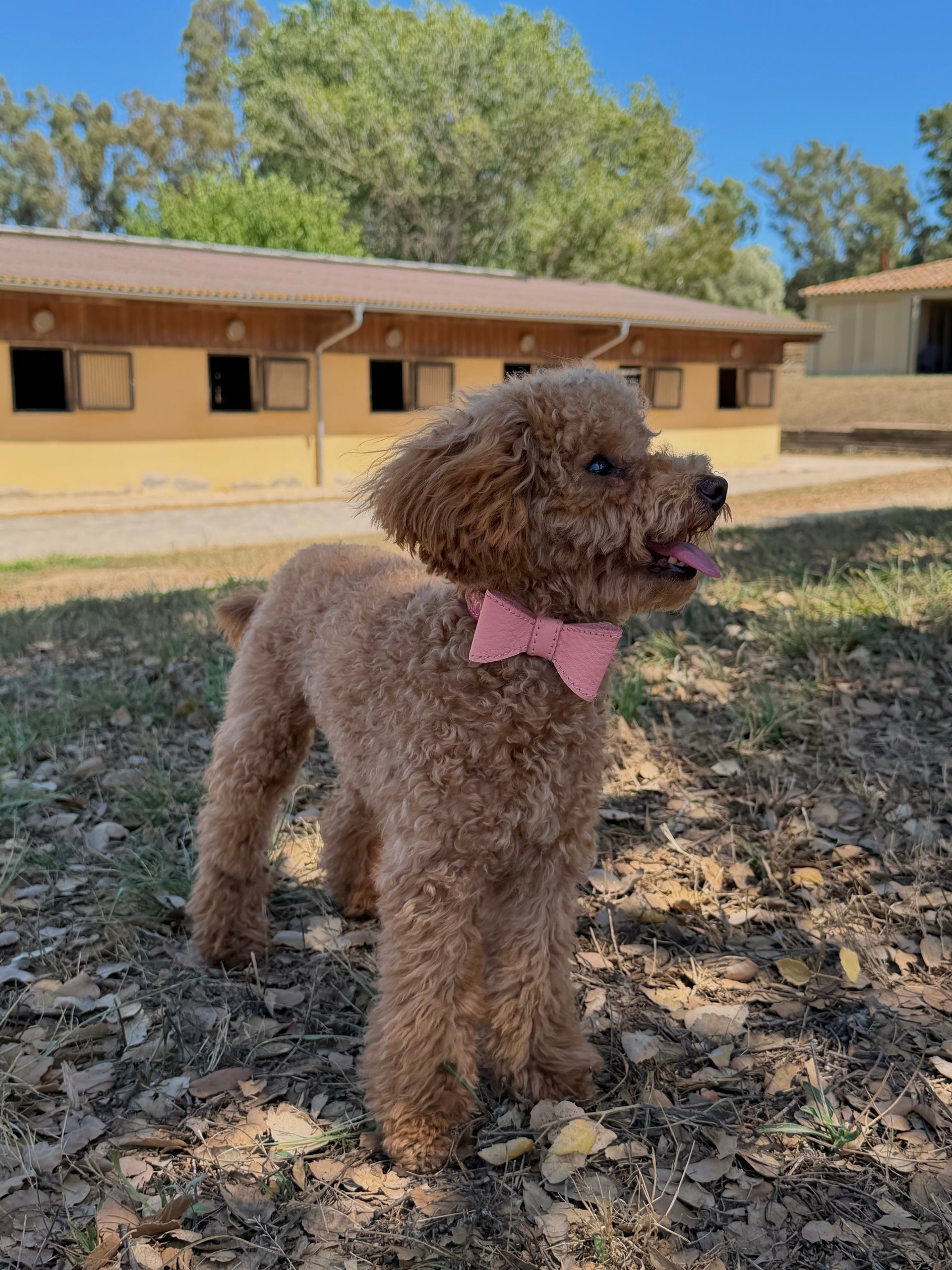 Bimba, perro de agua, con el lazo de piel de Maison Bimba hecho a mano en Vic