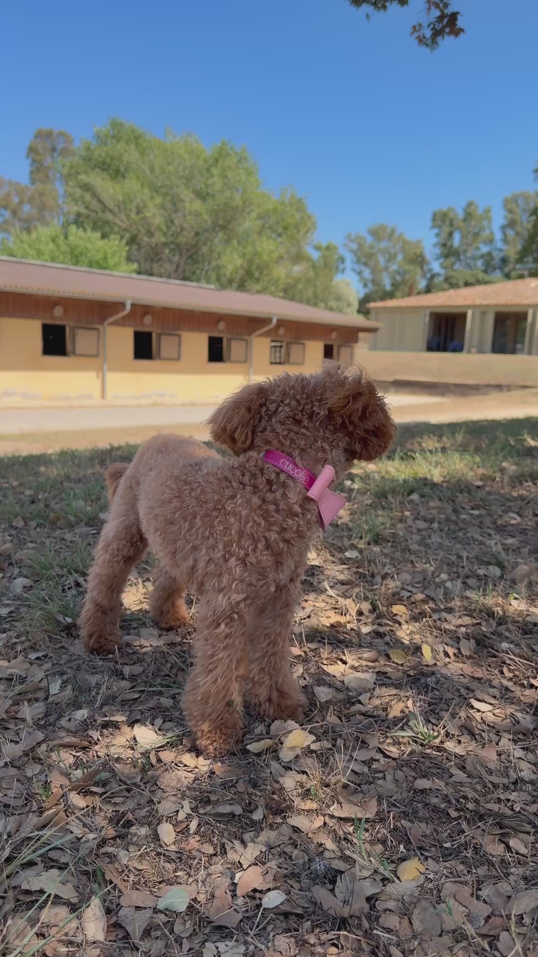 Bimba paseando con el lazo de piel de Maison Bimba